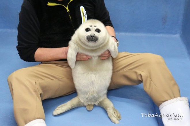 �ڂ��L�����L�����ȃo�C�J���A�U���V�̐Ԃ����