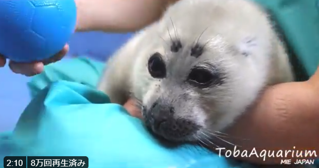 �{�[���ŏ����V��ŁA�����Ȃ��Ă��܂����o�C�J���A�U���V�̐Ԃ����