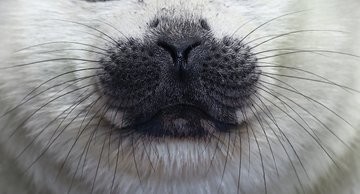 �����Ɂh���X�h������A�o�C�J���A�U���V�̐Ԃ����