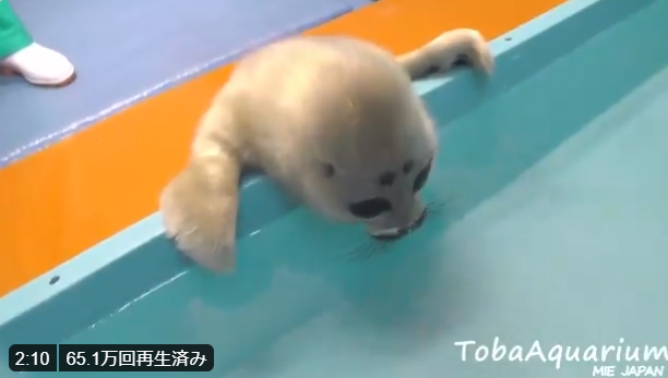 �h�L�h�L�̓����P��