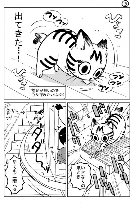 画像・写真 | 漫画「猫のやっちゃん」「3本足のしじみちゃん」フォト ...
