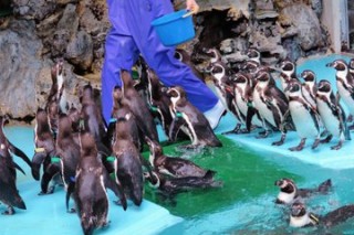 画像まとめ 桂浜水族館の飼育員さんたちの日常 Oricon News