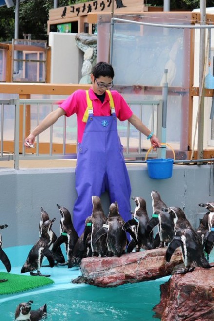 画像 写真 桂浜水族館の飼育員さんたちの日常 1枚目 Oricon News