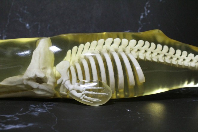 ビーズ 3d_toyfeather 玉骨標本 イーグル 100羽 限定 3Dプリンターの通販 by hitmanlab｜ラクマ されたアク