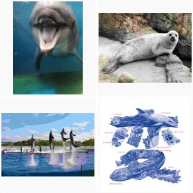 2���Ԃ�250����Đ��I�C���J�V���[�ɓo�ꂵ���C���J�̐Ԃ����ق��A�����كt�H�g�M�������|