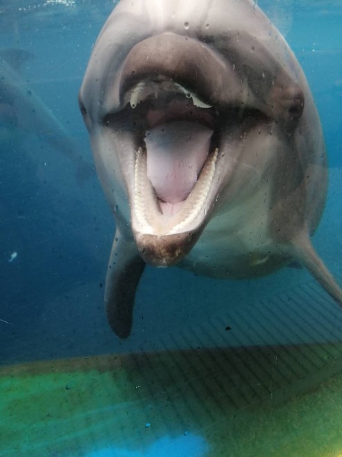 画像 写真 2日間で250万回再生 イルカショーに登場したイルカの赤ちゃんほか 水族館フォトギャラリ 2枚目 Oricon News