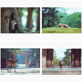 ���Ƃ��b�c�H �ޗǂ̎��t�H�g�M�������[