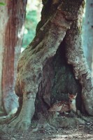 「以前からこの木の空洞部分に仔が座ってるところ撮りたいなーって思ってたから、ついに撮影成功して感激」