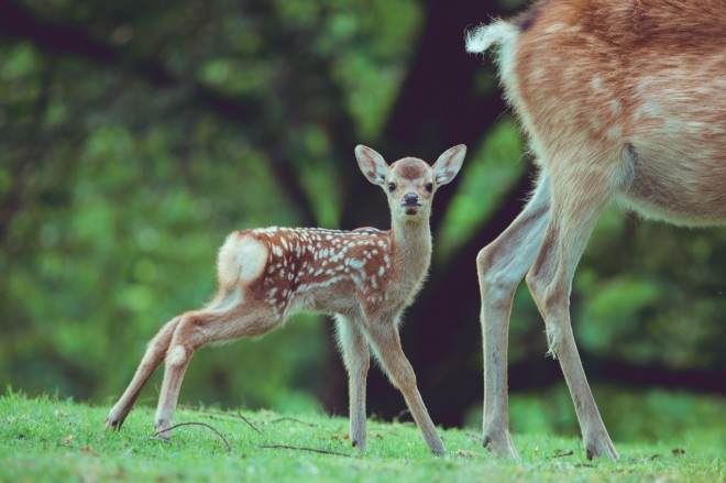 おとぎ話 奈良公園の子鹿写真に反響 移住カメラマン語る鹿への10年愛 Oricon News