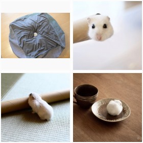 �ʐ^����̃n���X�^�[�A�J�E���g�A�ς邳��̉����n���X�^�[�W