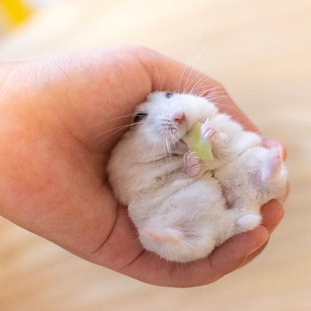 �ʐ^�񋟁F�ς邳��