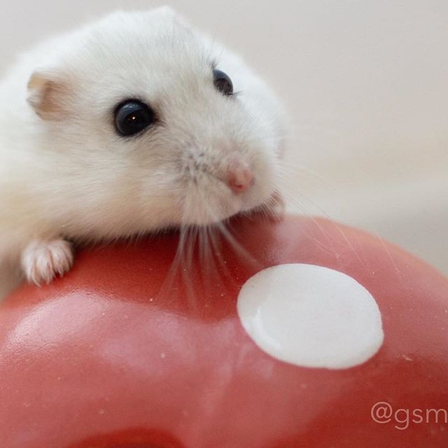 �ʐ^�񋟁F�ς邳��