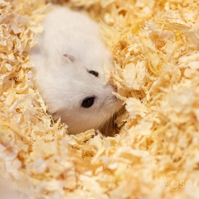 �ʐ^�񋟁F�ς邳��