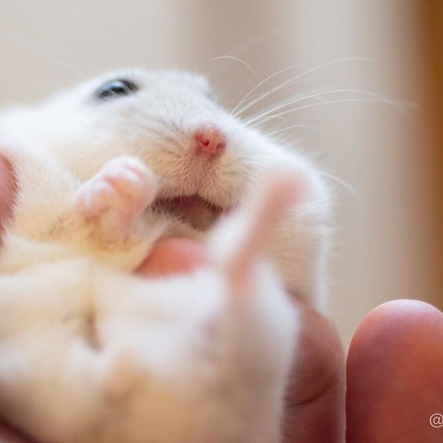 �ʐ^�񋟁F�ς邳��