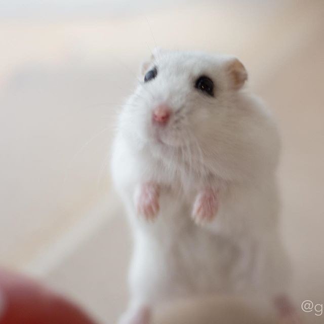 �ʐ^�񋟁F�ς邳��