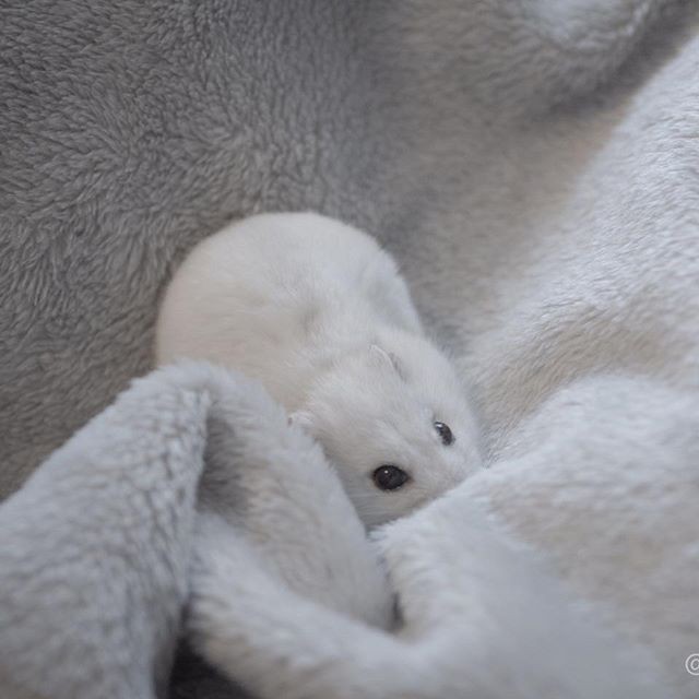 �ʐ^�񋟁F�ς邳��