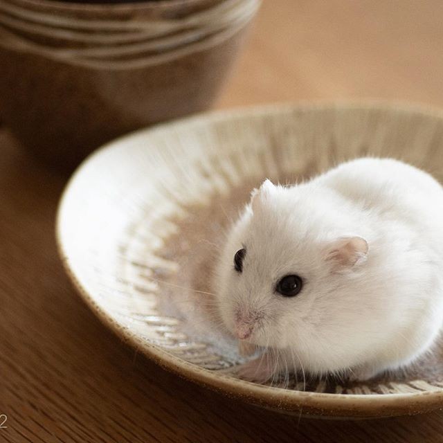 �ʐ^�񋟁F�ς邳��