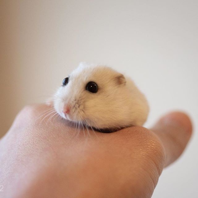 �ʐ^�񋟁F�ς邳��