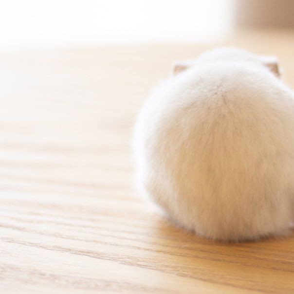 �ʐ^�񋟁F�ς邳��