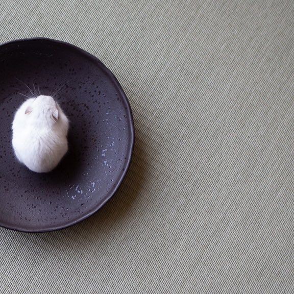 �ʐ^�񋟁F�ς邳��