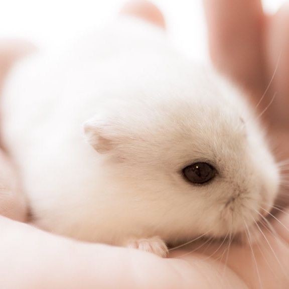 �ʐ^�񋟁F�ς邳��