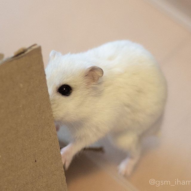 �ʐ^�񋟁F�ς邳��