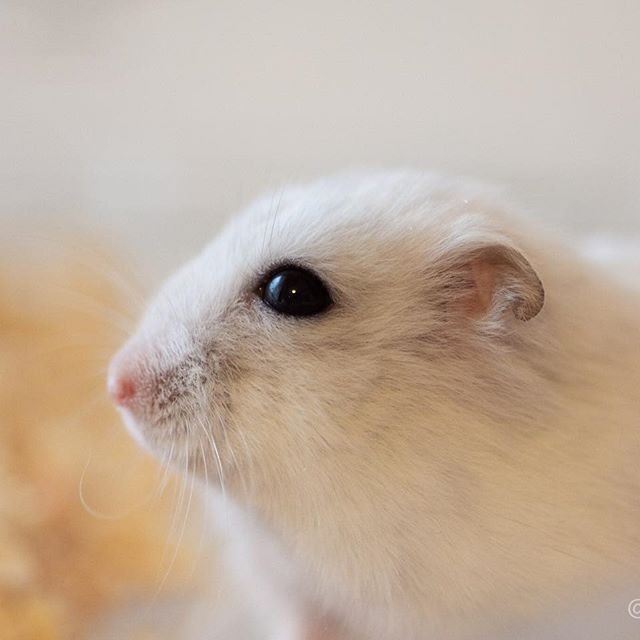 �ʐ^�񋟁F�ς邳��