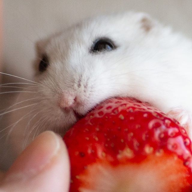 �ʐ^�񋟁F�ς邳��