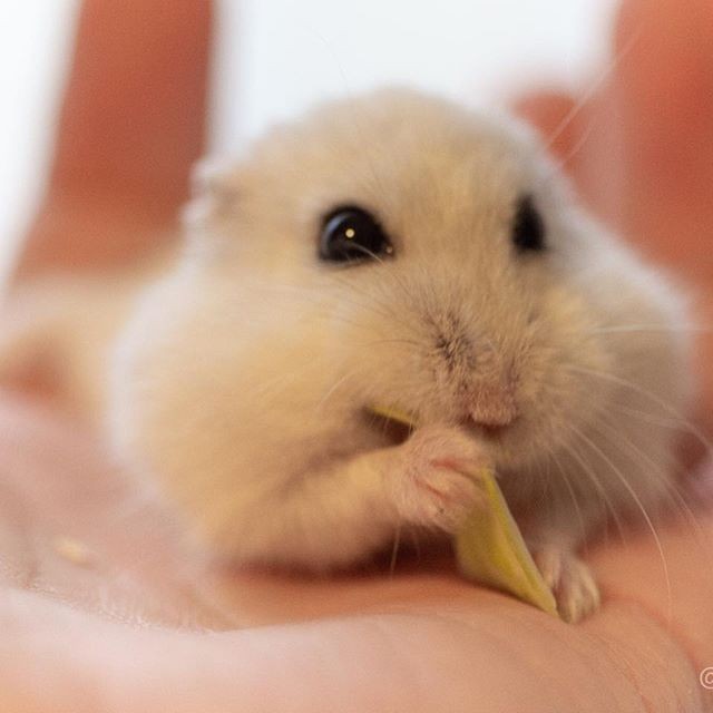 �ʐ^�񋟁F�ς邳��