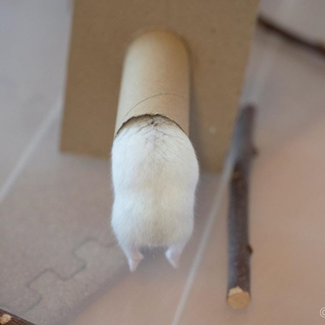 �ʐ^�񋟁F�ς邳��