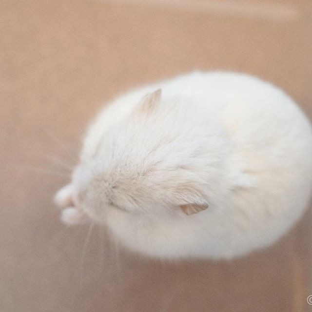 �ʐ^�񋟁F�ς邳��