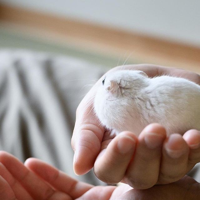 �ʐ^�񋟁F�ς邳��