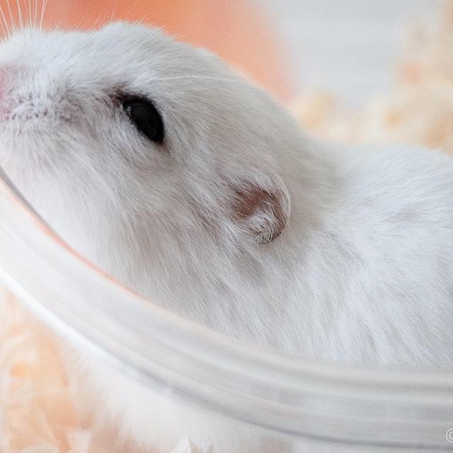 �ʐ^�񋟁F�ς邳��