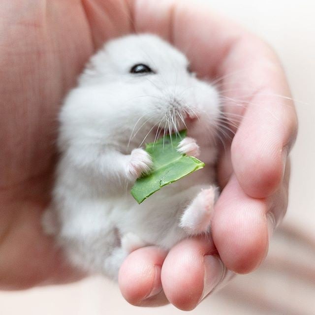 �ʐ^�񋟁F�ς邳��