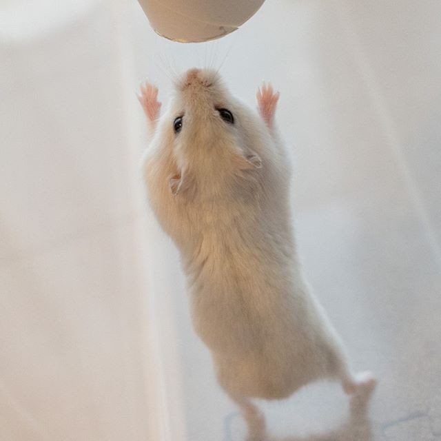 �ʐ^�񋟁F�ς邳��