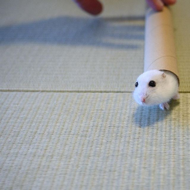 �ʐ^�񋟁F�ς邳��