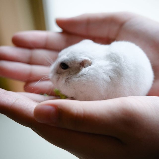 �ʐ^�񋟁F�ς邳��