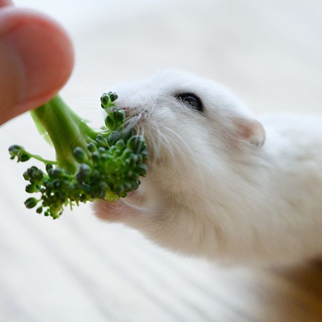 �ʐ^�񋟁F�ς邳��