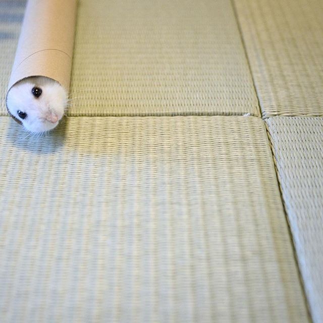 �ʐ^�񋟁F�ς邳��