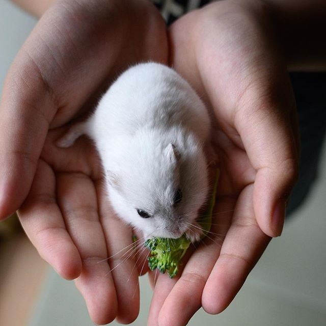 �ʐ^�񋟁F�ς邳��