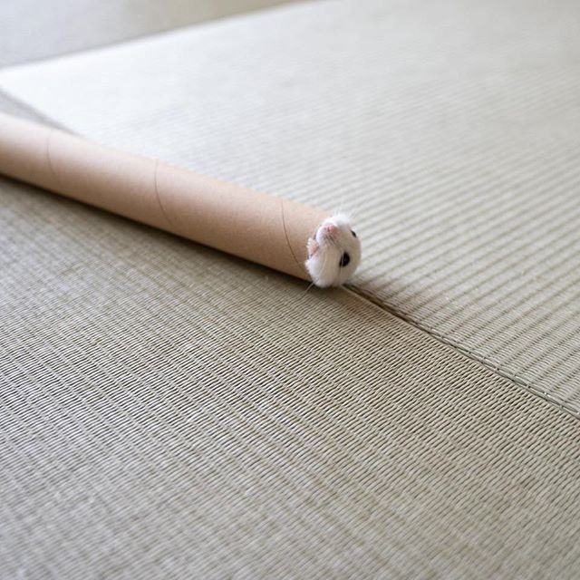 �ʐ^�񋟁F�ς邳��