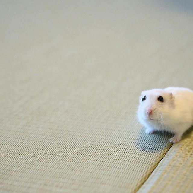 �ʐ^�񋟁F�ς邳��