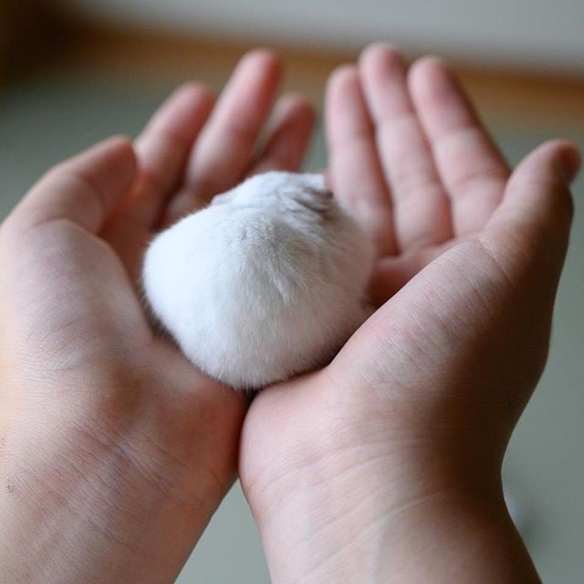 �ʐ^�񋟁F�ς邳��