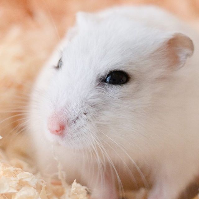 �ʐ^�񋟁F�ς邳��