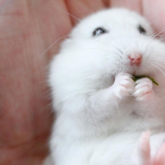 �ʐ^�񋟁F�ς邳��