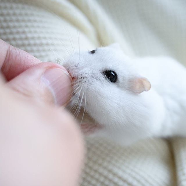 �ʐ^�񋟁F�ς邳��