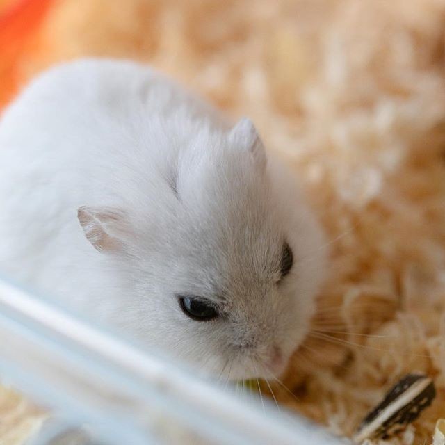 �ʐ^�񋟁F�ς邳��