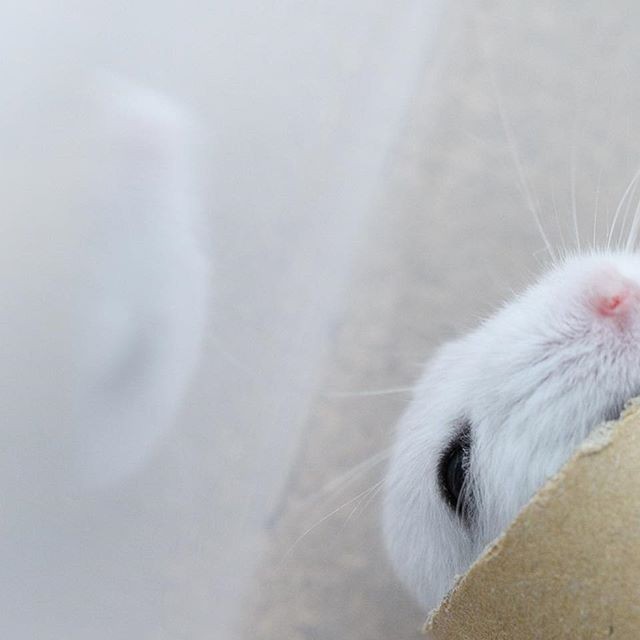 �ʐ^�񋟁F�ς邳��