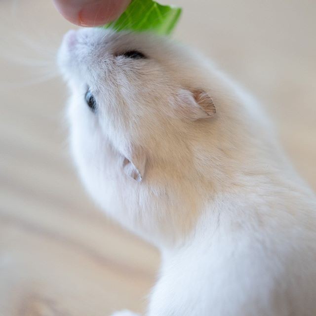 �ʐ^�񋟁F�ς邳��