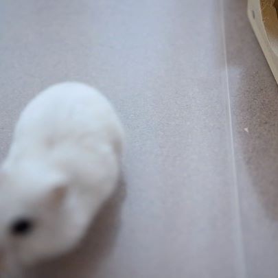 �ʐ^�񋟁F�ς邳��